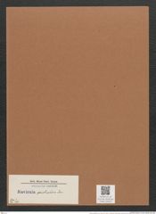 Navicula pristiophora Jan. (de-Toni-Nr.: Genus 1, Species 287) Zeichnungen Sammlung Grunow Mappe 00224 (Herbarium_W_Grunow_drawings_Folder_00224)